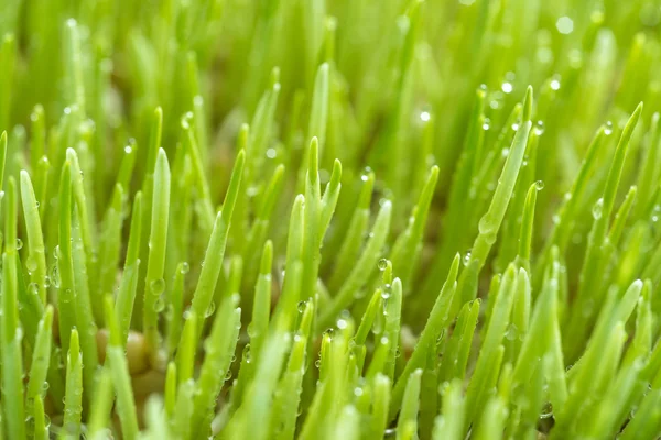 Herbe de blé biologique fraîchement cultivée prête à jus — Photo