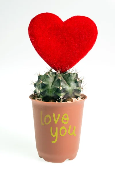 Kaktus-serce na białym tle — Zdjęcie stockowe