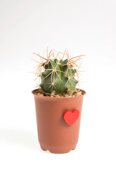 Szív alakú kaktusz elszigetelt fehér background — Stock Fotó