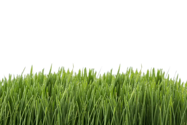 Свіжа зелена пшенична трава ізольована на білому — стокове фото