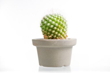 Kaktüs beyaz arkaplanda izole