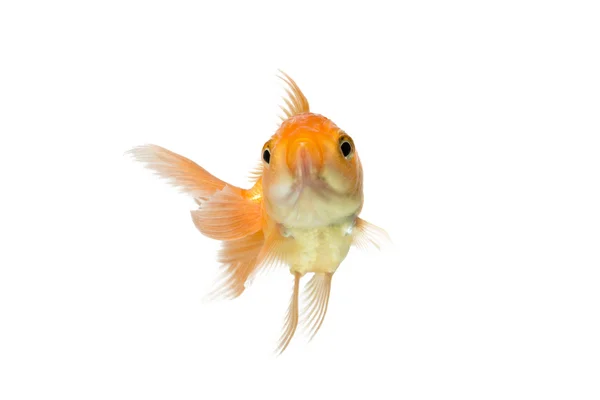 Golden koi fish scared isolated on white background. — Stock Photo, Image