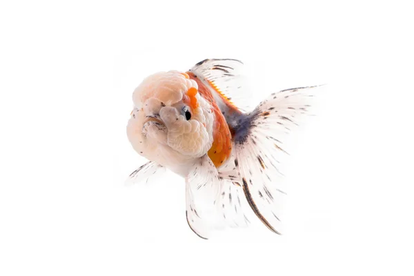 Golden fish isolated on white background. — Stock Photo, Image