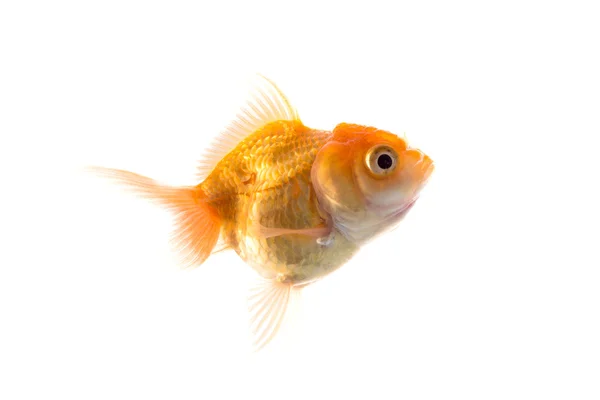 Orange Goldfish Isolated on White Background — Stock Photo, Image