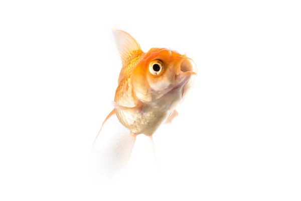 Laranja Goldfish isolado em fundo branco — Fotografia de Stock