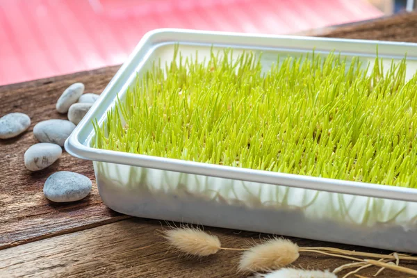 Freshly grown organic Wheatgrass ready to juice — Stock Photo, Image