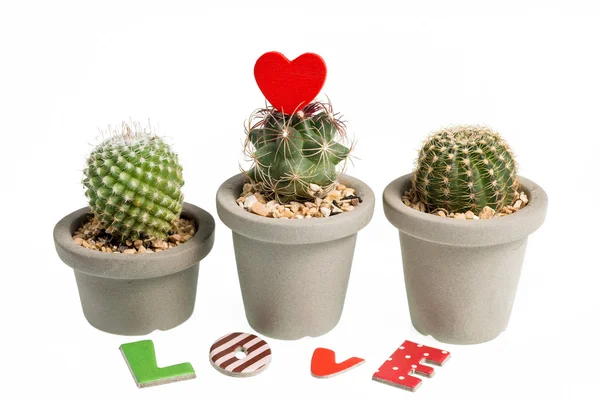 Cactus en forma de corazón aislado sobre fondo blanco — Foto de Stock