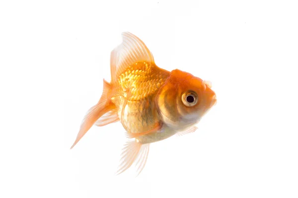 Помаранчева золота рибка ізольована на білому тлі — стокове фото