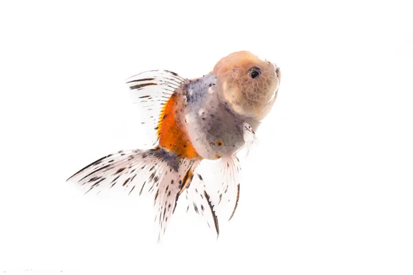 Peces dorados aislados sobre fondo blanco . — Foto de Stock