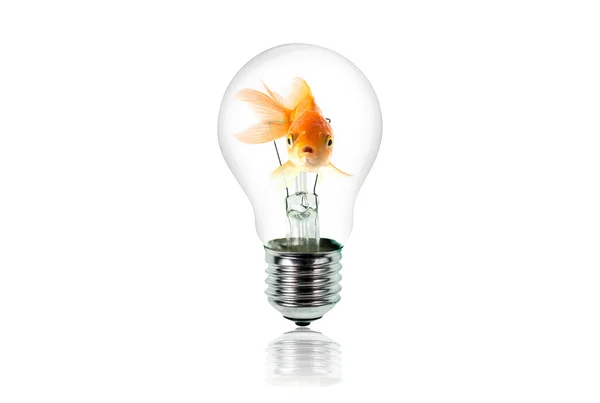 Goldfisch in Glühbirne — Stockfoto