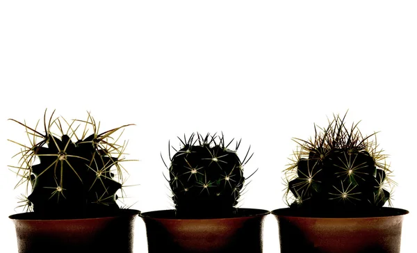 Cactuss sobre fondo blanco —  Fotos de Stock