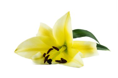 Lily, çiçek izole beyaz arka plan üzerinde