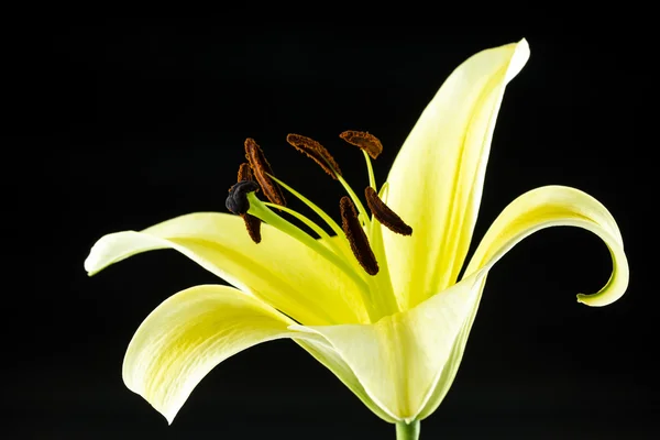 Yellow lily flower on black background — Stock Photo, Image