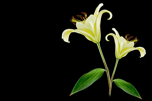 Yellow lily flower on black background — Stock Photo, Image