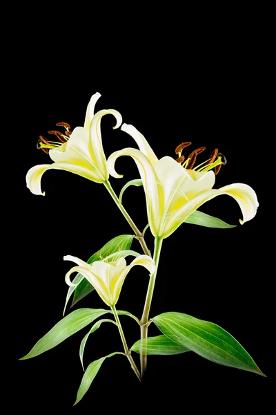 Yellow lily flower on black background — Stock Photo, Image