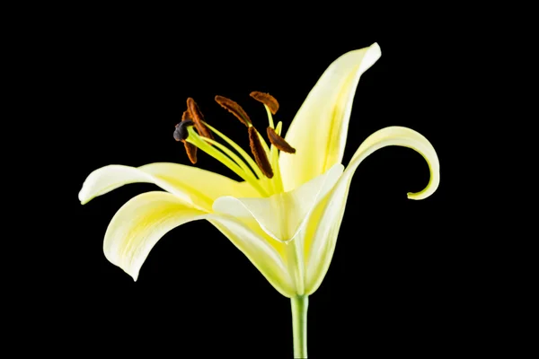 Yellow lily flower on black background — Stock Photo, Image