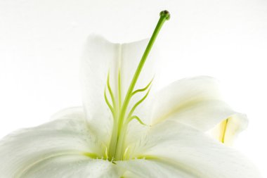  Yellow lily flower on white background clipart