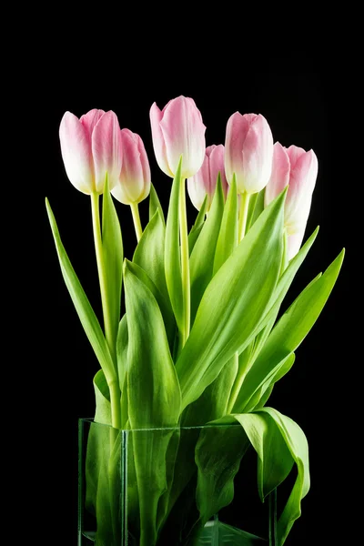 Tulipany. różowe kwiaty na białym tle na czarnym tle — Zdjęcie stockowe