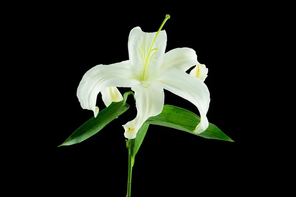 Flor de lirio blanco sobre fondo negro — Foto de Stock