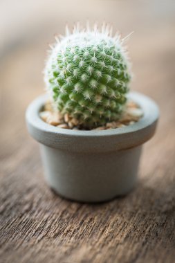 Ahşap zemin üzerinde tencerede kaktüs