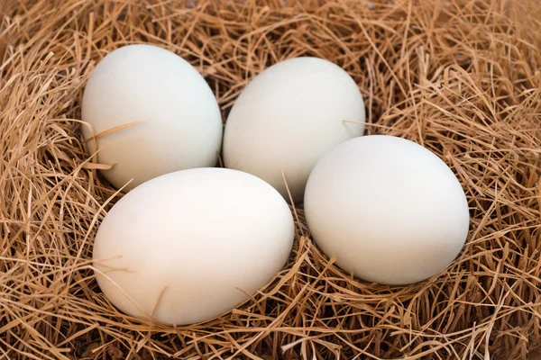 White eggs at hay nest Stock Photo