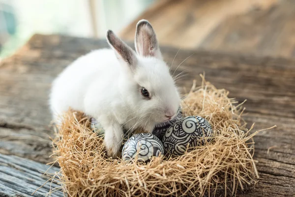 Roztomilý Bílý králík s velikonoční vajíčko — Stock fotografie