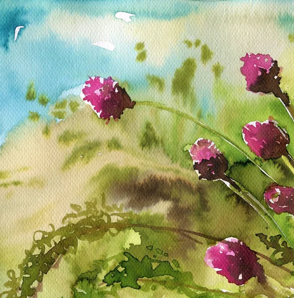 クローバー、草原の花, — ストック写真