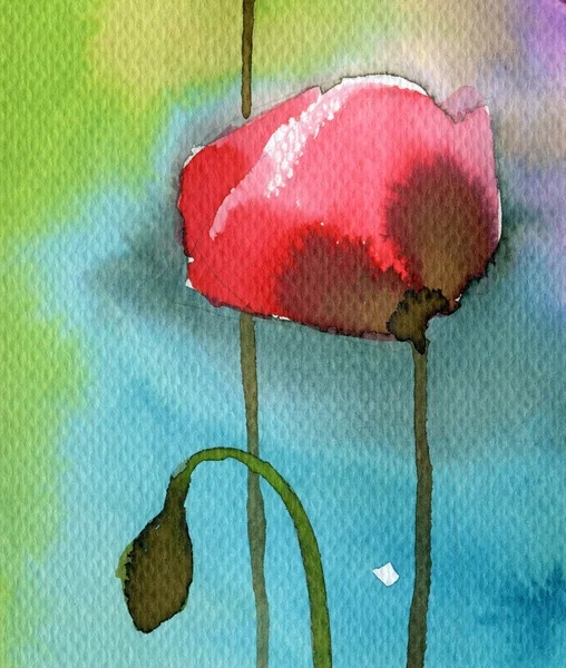 Watercolor flowers, poppy — Stock Photo, Image