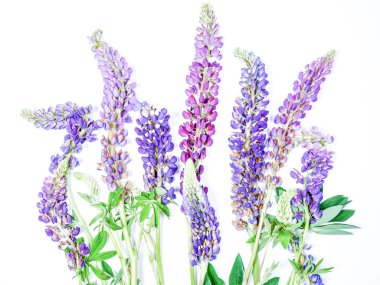 Taze kesilmiş acı bakla çiçek hisse senetleri