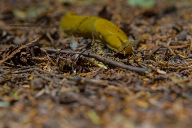 Pasifik muz sümüklü böcek gezinmeler bitti orman enkaz