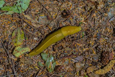 Pasifik muz sümüklü böcek gezinmeler bitti orman enkaz