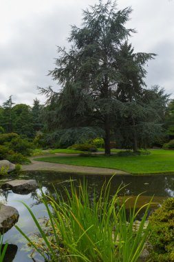 Sağlıklı olgun sedir ağacı