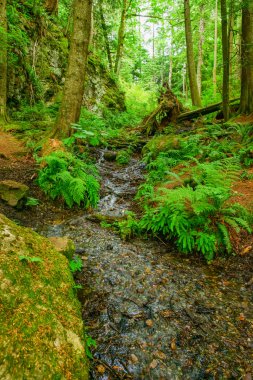 Besleyici dere yokuş yukarı