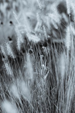 Çiçekler kuyrugu çim arasında geçirdi