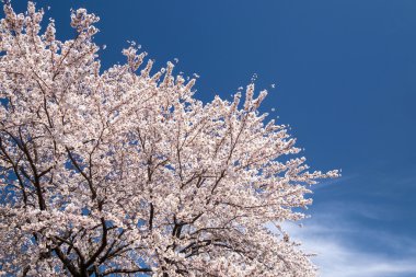 Kiraz çiçekleri veya Sakura gölde Kawaguchiko, Japonya