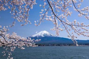 Güzel Fujisan dağ manzaralı kiraz çiçeği bahar, Kawaguchiko Gölü, Japonya