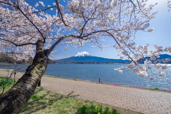 Прекрасный вид на гору Фудзисан с цветущей вишней весной, озеро Кавагутико, Япония — стоковое фото