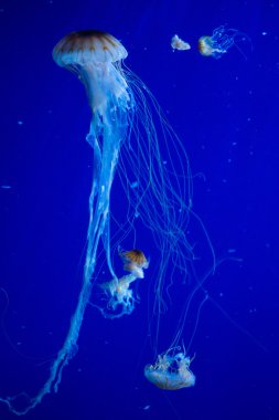 Denizanası suyun içinde grup