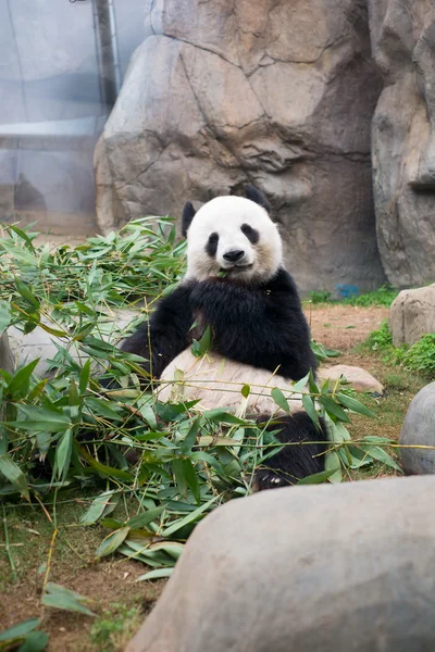 Mignon panda géant mangeant du bambou — Photo