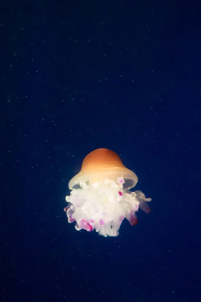 Bir denizanası suyun içinde — Stok fotoğraf