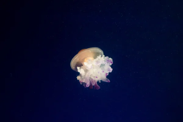Медуза в воде — стоковое фото