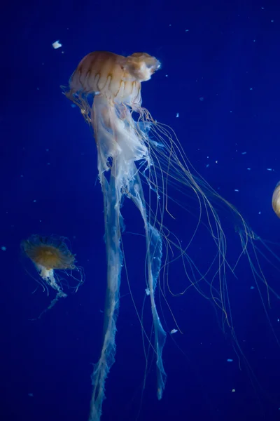 Gruppo di meduse in acqua — Foto Stock