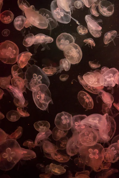 Modello colorato di meduse in acqua — Foto Stock