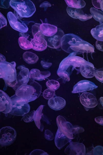 Modello colorato di meduse in acqua — Foto Stock