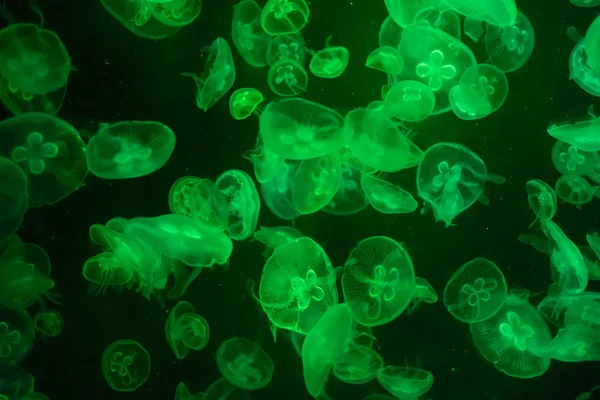 Цветной рисунок медузы в воде — стоковое фото