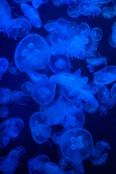 Patrón colorido de medusas en el agua — Foto de Stock