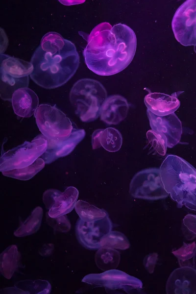 Modello colorato di meduse in acqua — Foto Stock