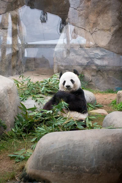 Roztomilý pandu jíst bambus — Stock fotografie