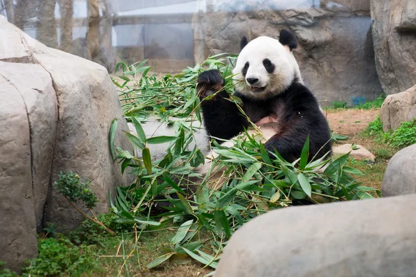 Lindo panda gigante comiendo bambú Imagen de stock