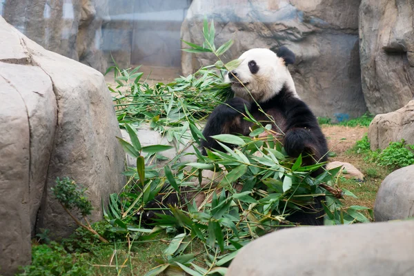 Niedlicher Riesenpanda frisst Bambus — Stockfoto